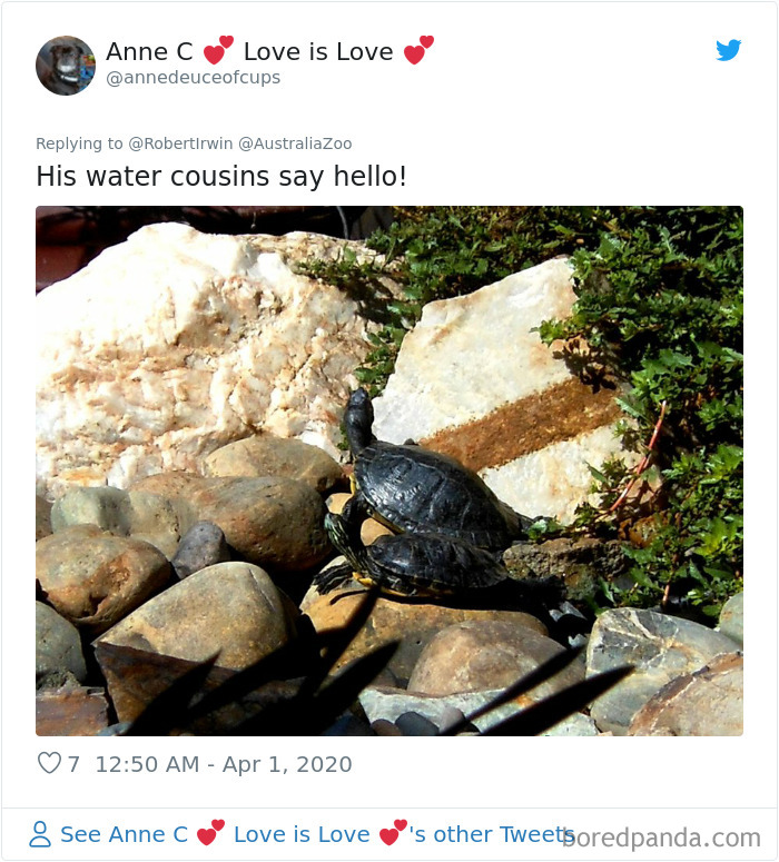 Robert Irwin Shares Photo Of His Self-Isolation Buddy, A Tortoise Named ...