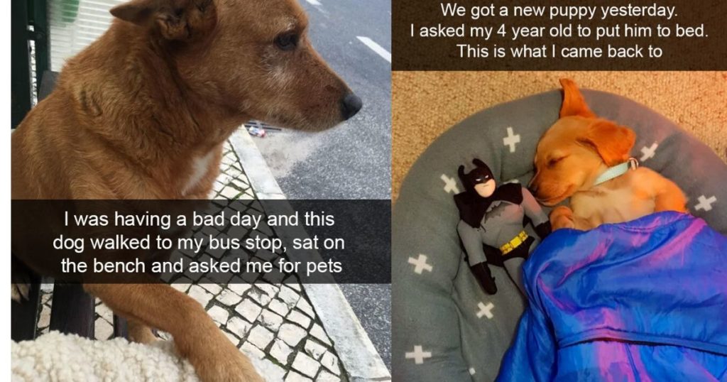 30 Funny And Cute Dog Snapchats That Will Hopefully Make Your Day