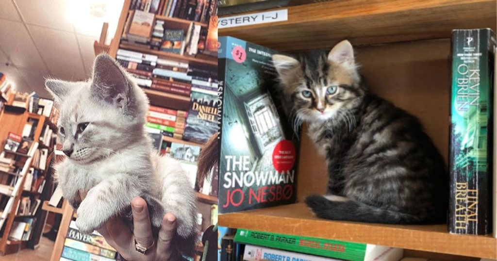 Kittens Roam Freely In This Bookstore In Canada And Customers Can Even Adopt Them