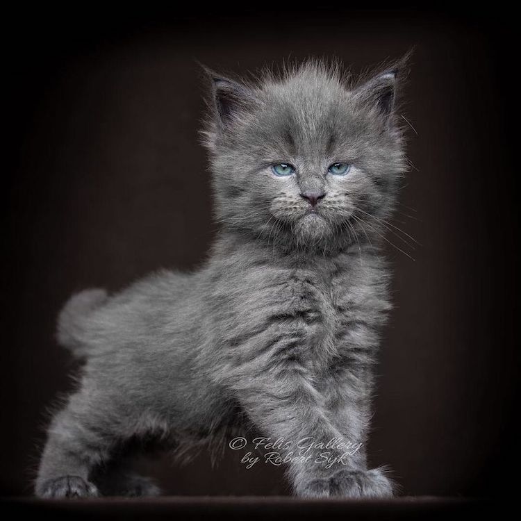 dwarf-maine-coon-cat-35-unique-design-ideas-for-a-standout-celebration