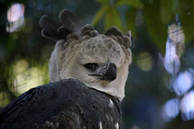 This Harpy Eagle Is So Big, It Looks Like A Human In A Costume