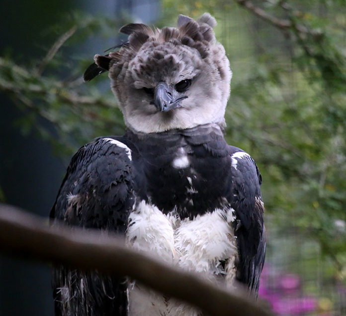 This Harpy Eagle Is So Big, It Looks Like A Human In A Costume