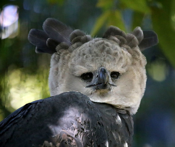 This Harpy Eagle Is So Big, It Looks Like A Human In A Costume