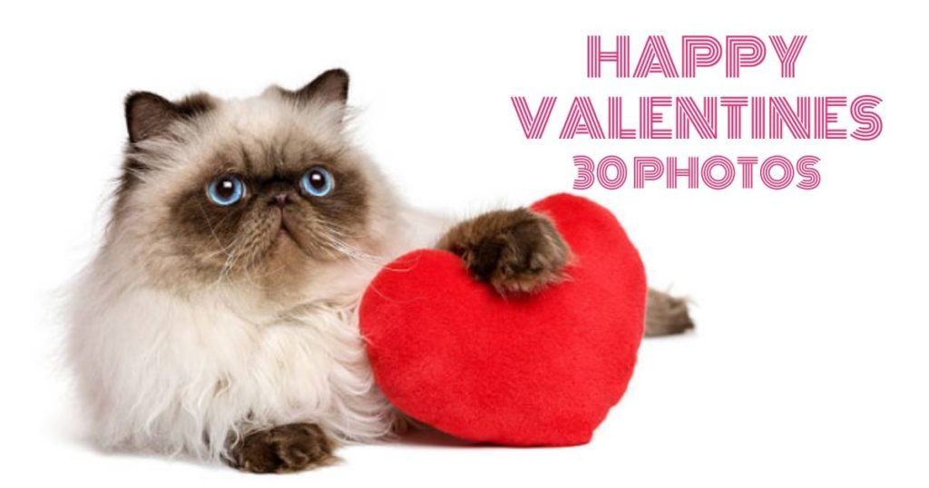 happy valentines day kitten images