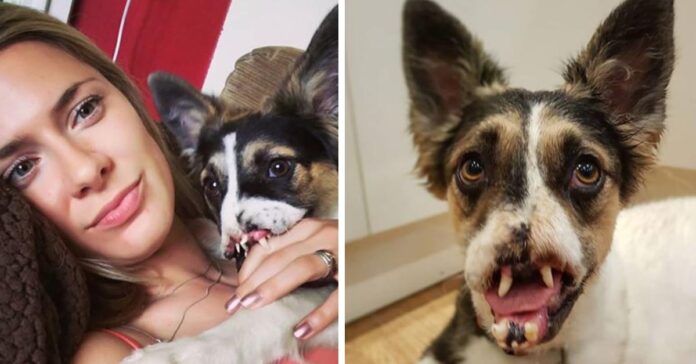 Dog rejected for his appearance for years finds a family that loves him as he is