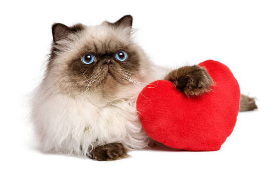 happy valentines day kitten images