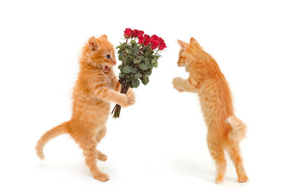 happy valentines day kitten images