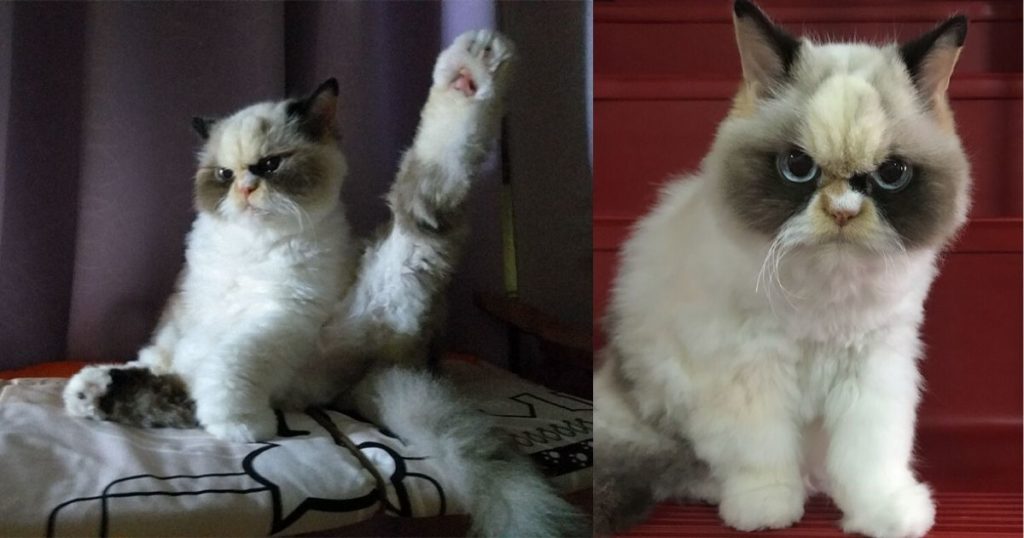 Meet The New Grumpy Cat That Looks Even Angrier Than Her Late Predecessor