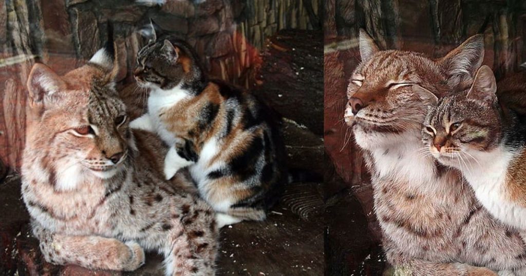 Cat Sneaks Into A Zoo And Becomes Friends With A Lynx