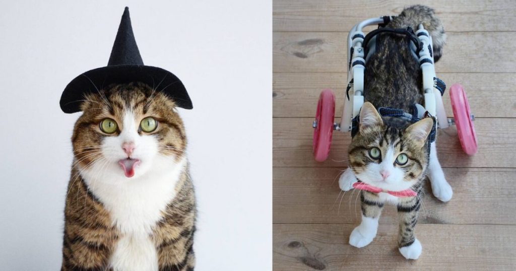 Meet Rexie The Cat-King Of Bleps And Tongue Tricks, only two working feet (20 pics)