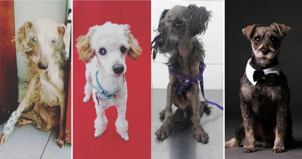 Guy Shares 28 Incredible Before & After Rescue Dog Transformations, Shows What Love Can Do