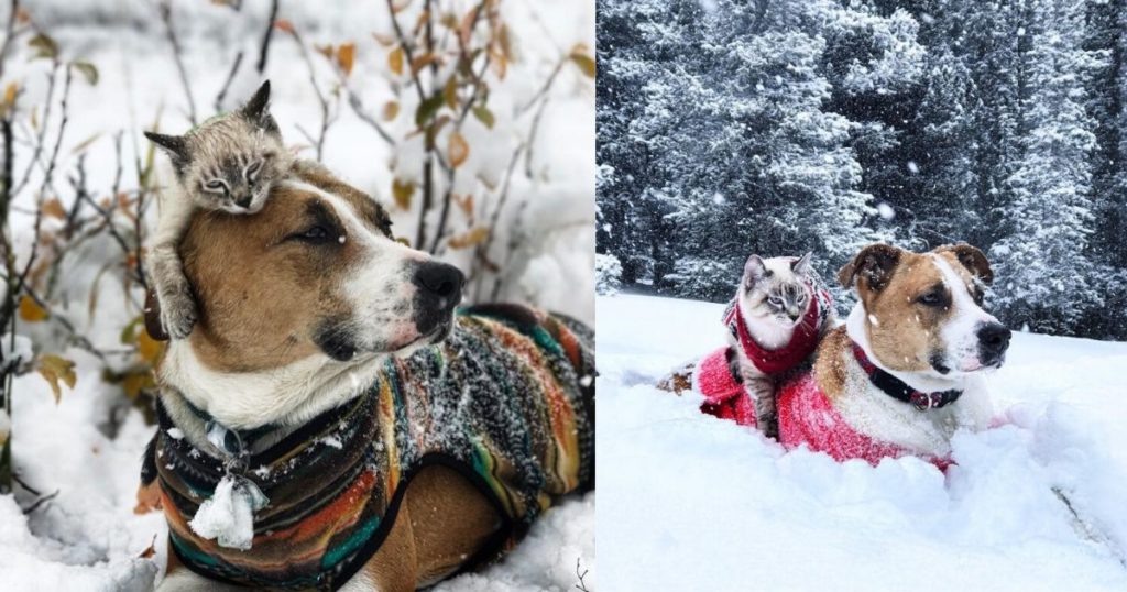 This Cat And Dog Duo Love Travelling Together And They Take The Best Pictures