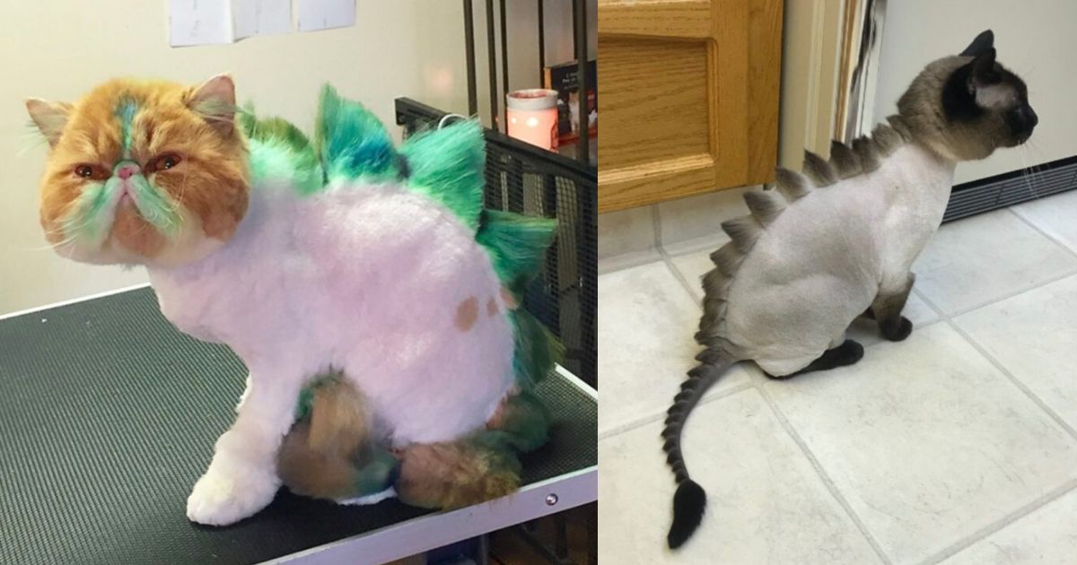 Take Adorable Pictures Of Your Cat In The All New Dinosaur Haircut 14 ...