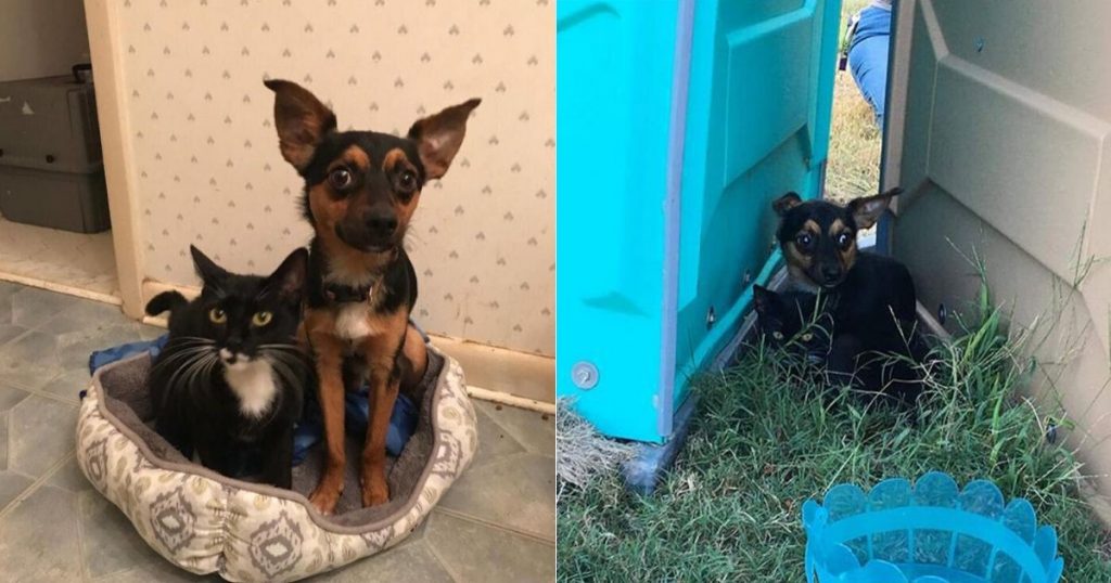 This puppy protected and watched a little kitten until they were rescued together