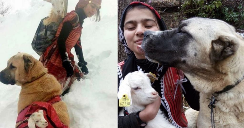 11 year old girl and her dog save a goat and her baby from the cold mountain