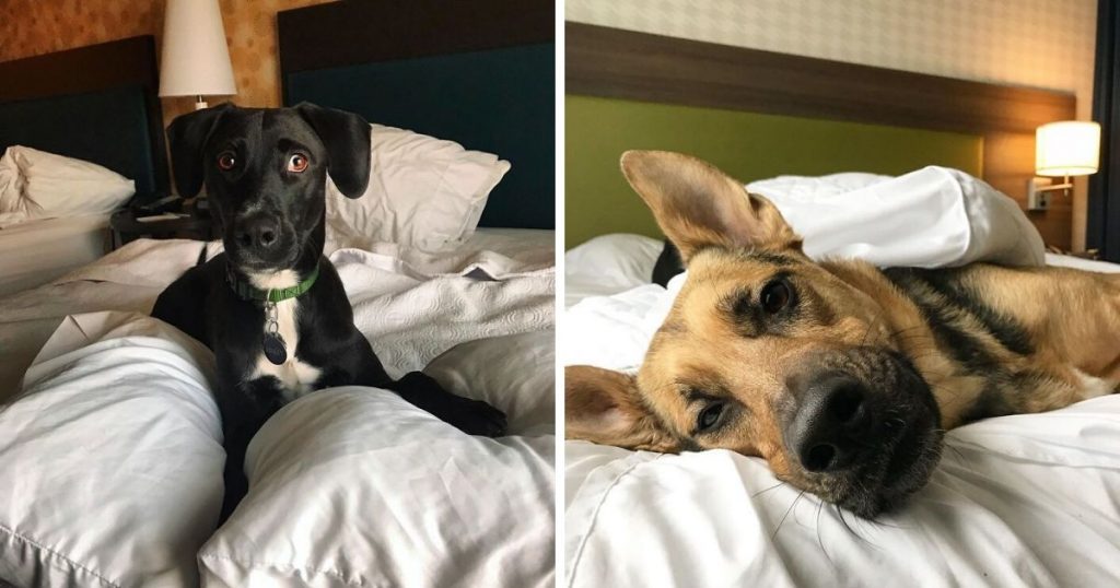 This Hotel Lets Guests Foster Dogs During Their Stay, And At Least 30 Of Them Have Been Adopted Afterward