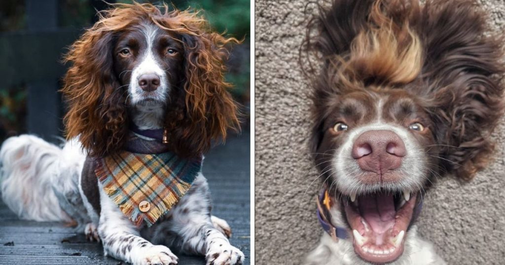 This Cute Dog Has Such Fabulous Hair That It Has Made Him Instagram Famous (24 cute pics)