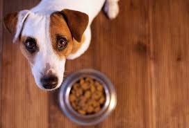 grain free dog food killing dogs