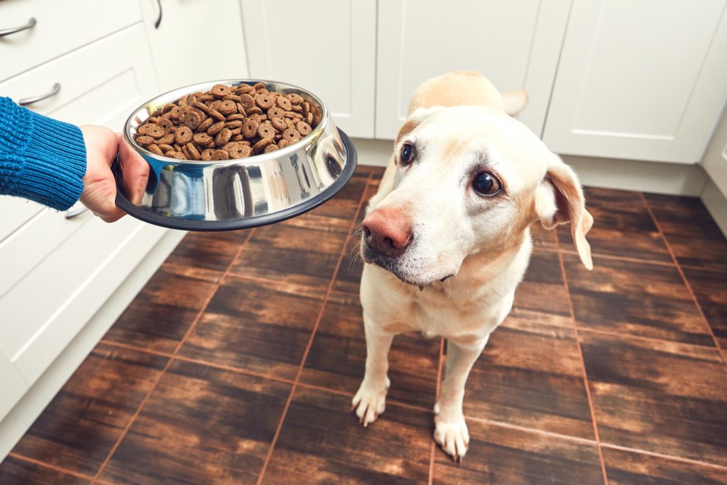 grain free dog food killing dogs