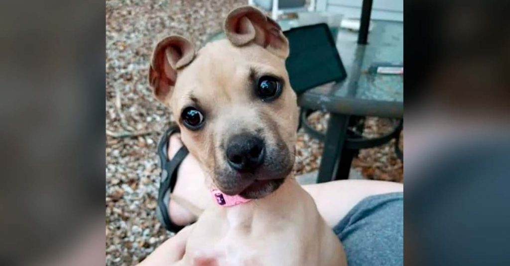 Rescued dog has ears like cinnamon rolls, everyone wants to adopt her