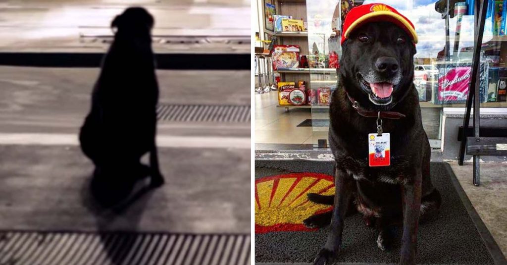 Rejected puppy at gas station got a job there and is now happy