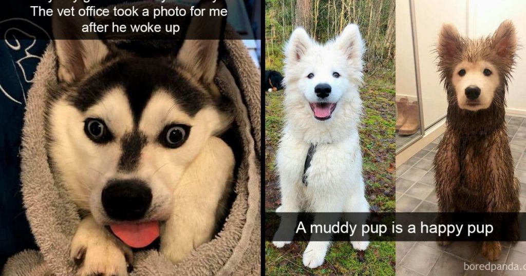 30 Cute and funny doggo snapchats That Will Hopefully Make Your Day