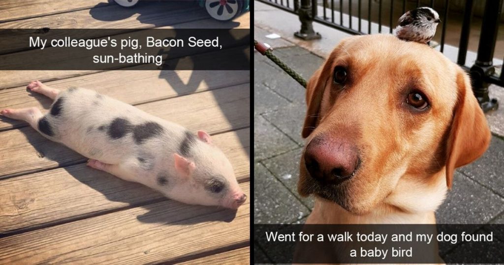 30 Crazy Animal Snapchats To Have You Snuggling Into Your Pet