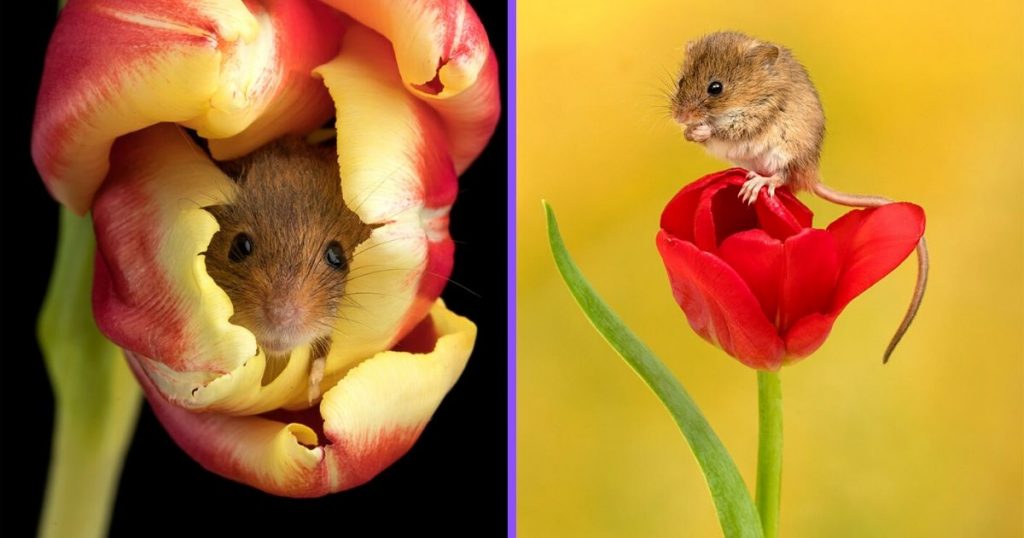 Photographer Tiptoes Through The Tulips To Photograph Mice (20 Pics)