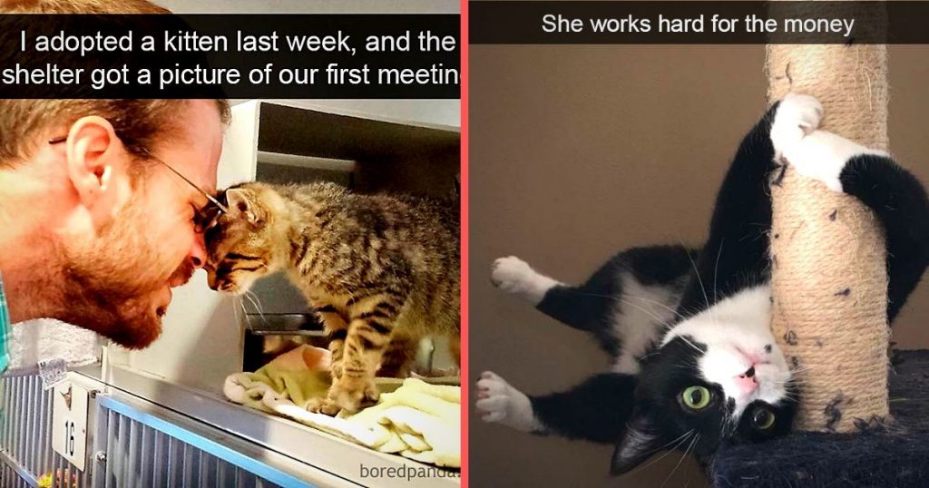 30 Hilarious Cat Snapchats That Will Leave You With The Biggest Smile