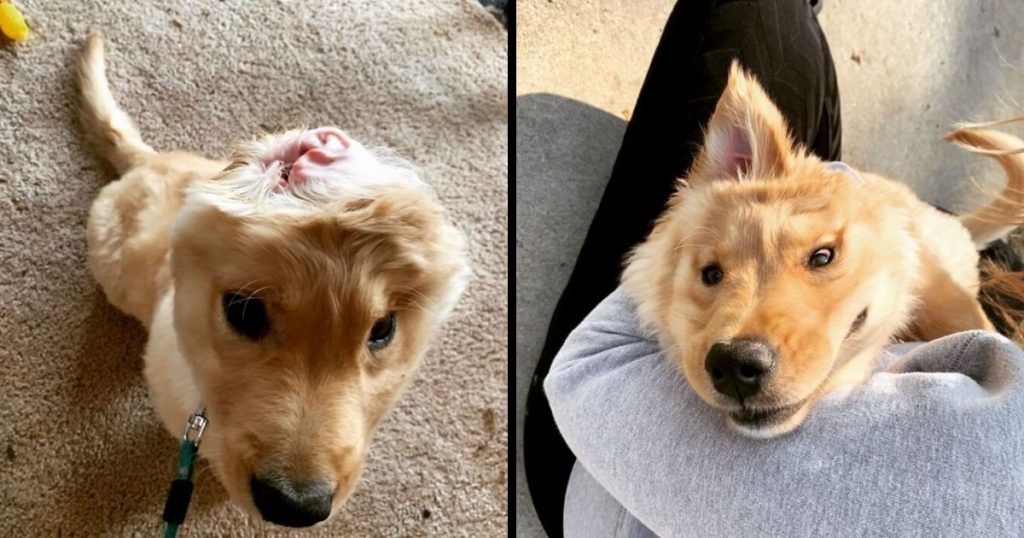 An Accidental Injury At Birth Left This Puppy With One Ear And She Rocks Her Unicorn Look