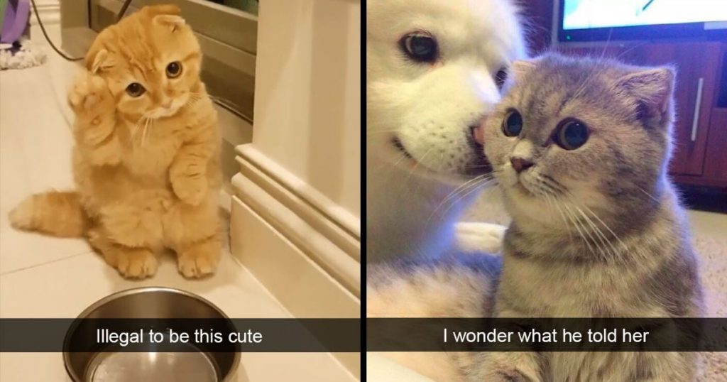 30 Hilarious Cat Snapchats That Will Leave You With The Biggest Smile