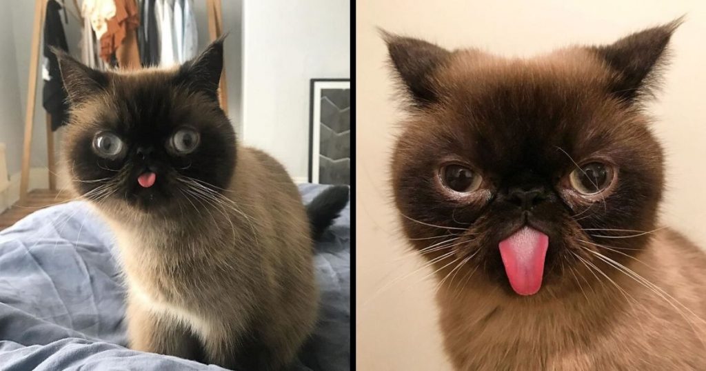 Meet Ikiru, The King Of Bleps Who Is Taking The Internet By Storm (30 Pics)