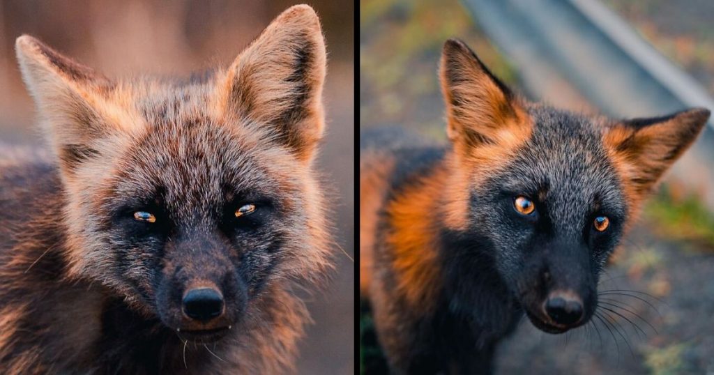 Guy Earns The Trust Of A Black And Orange Fox, Shares 20 Stunning Pics