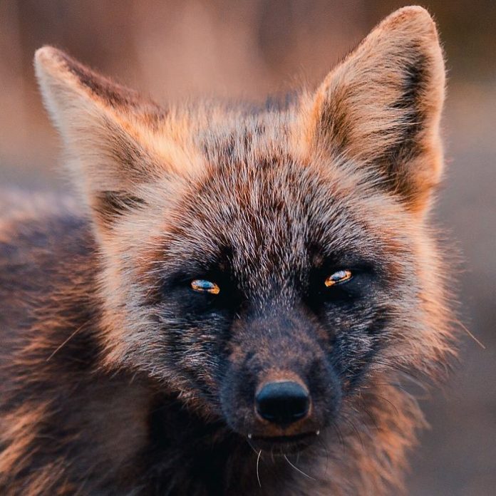 Guy Earns The Trust Of A Black And Orange Fox, Shares 20 Stunning Pics