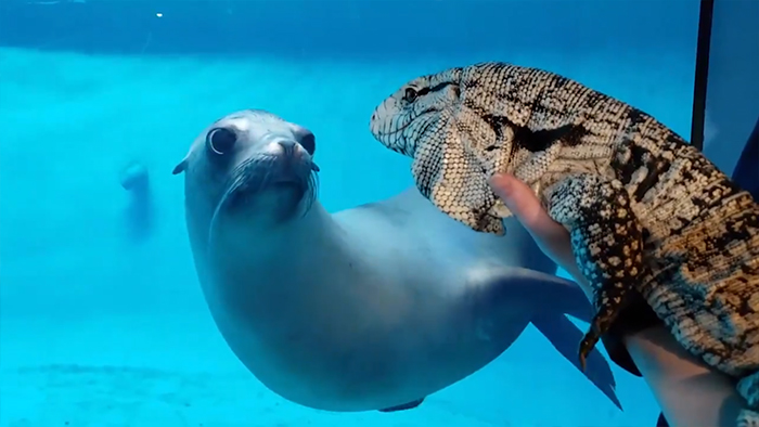 People Are Melting Over These Videos Of Zoo Animals Seeing Each Other For The First Time