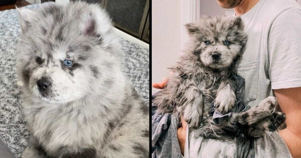 Meet This Tiny Oreo Cloud Who Will Eventually Become A Giant 85-Pound Floof (12 Pics)