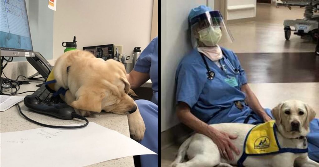 She saves us’: A service dog in training supports hospital staff during coronavirus pandemic