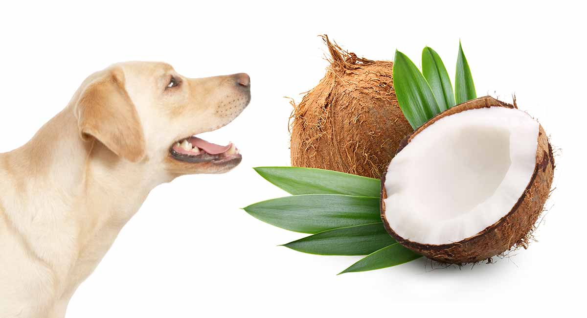Can Dog Eat Dry Coconut?