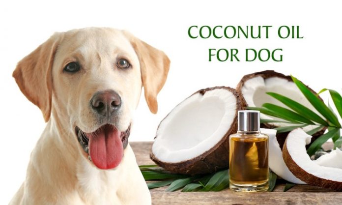 Can Dogs Eat Coconut? Is Coco Bad for Dogs? - Kitten Vs Puppy