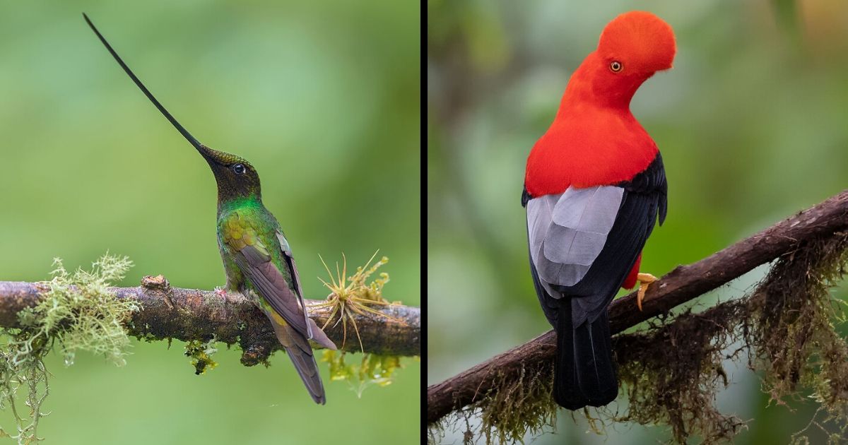 Here Are My 31 Pictures Of Ecuador-Exclusive Exotic Birds And Other Animals