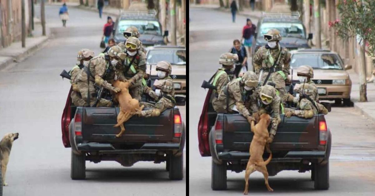 Deserted dogs pursue military vehicles and wind up being adopted