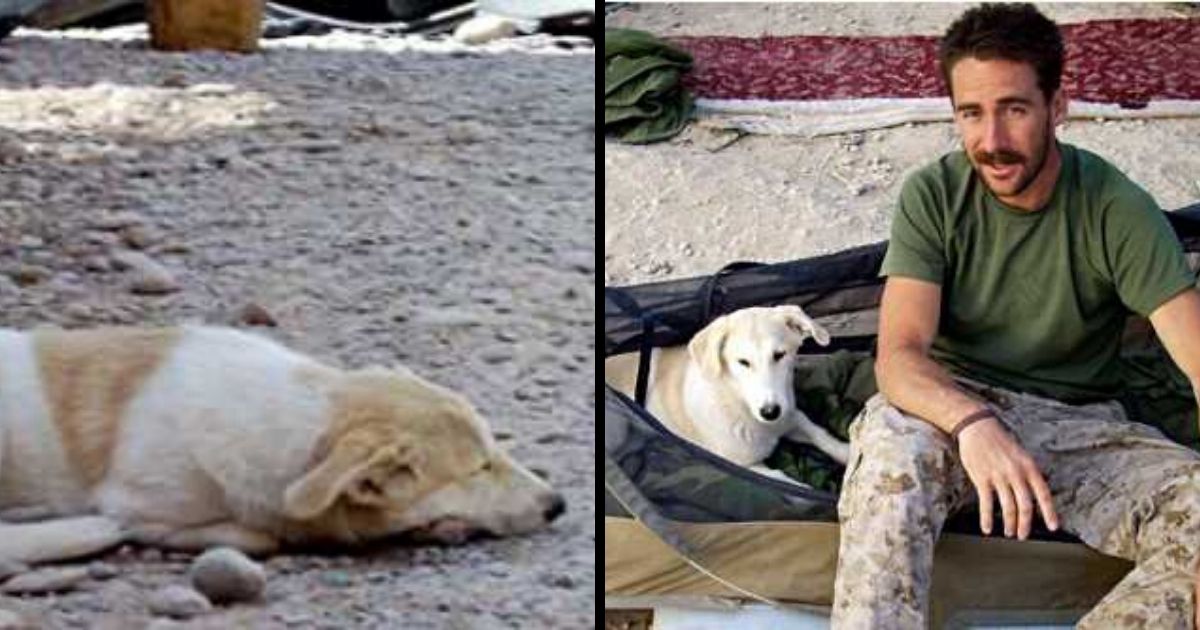 Marine Spots Puppy In Middle Of Afghanistan War Zone & Sneaks Him Back Home