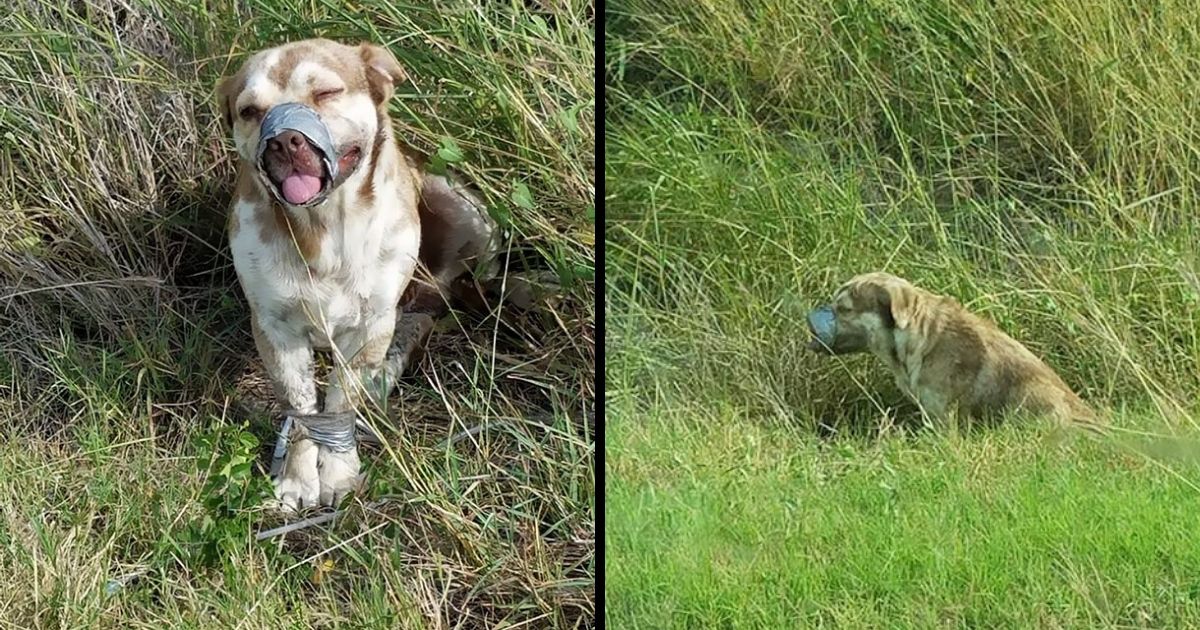 Plumbers Spot Dog in a Ditch by the Roadside With Mouth Taped Shut. Dog Couldn’t Stop Wagging Its Tail after Rescue