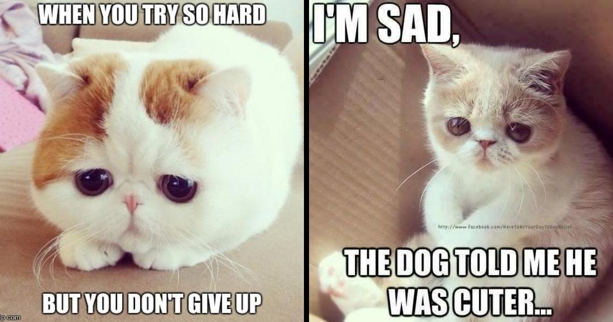 crying cat meme