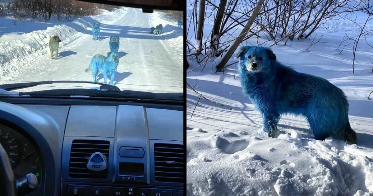 blue dogs in russia