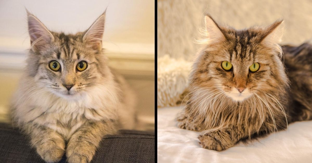 Norwegian forest cat Cute Pictures And Breed Information