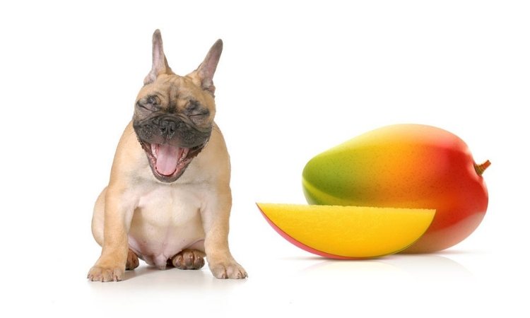 What fruits can dogs eat