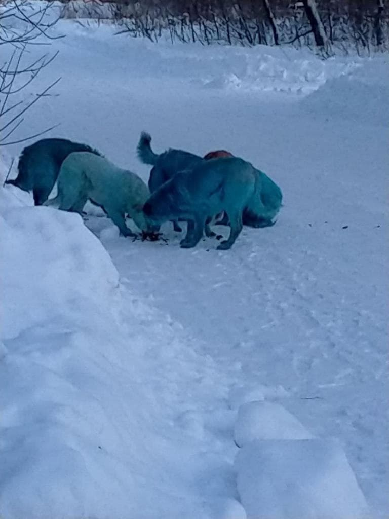 blue dogs in russia