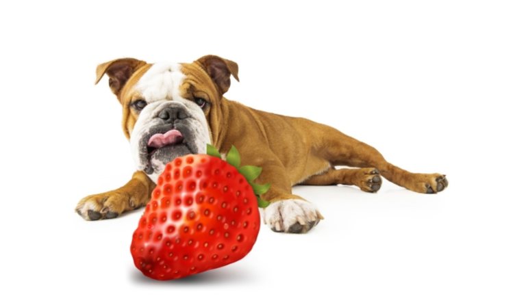 can dogs eat Strawberries
