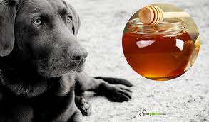 can dogs eat honey